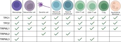 Endolysosomal transient receptor potential mucolipins and two-pore channels: implications for cancer immunity